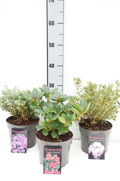 Rhododendron i sorter C2 (2 liters kruka) 25+ cm