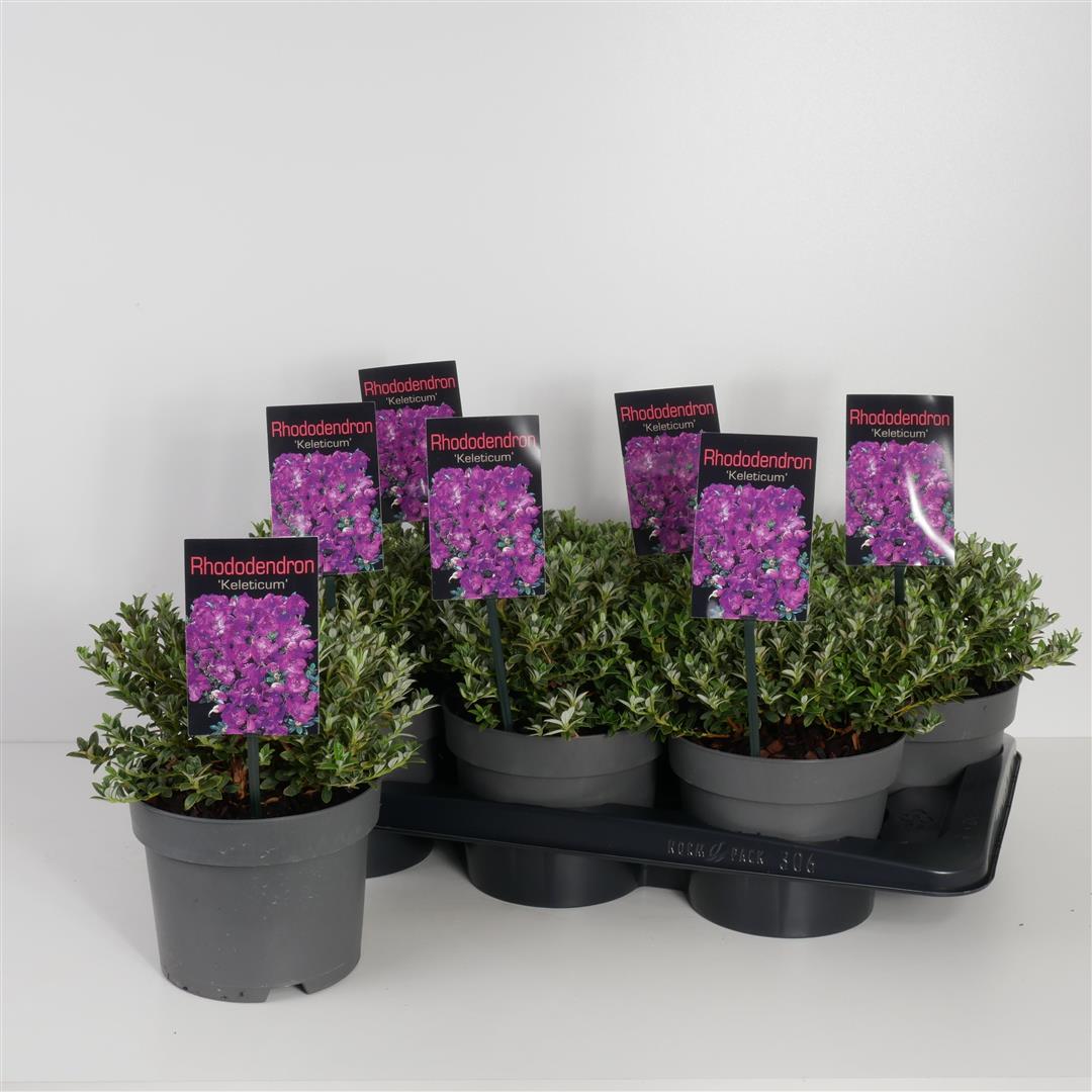 Rhododendron keleticum 30+ cm, C5 (5 liters kruka)