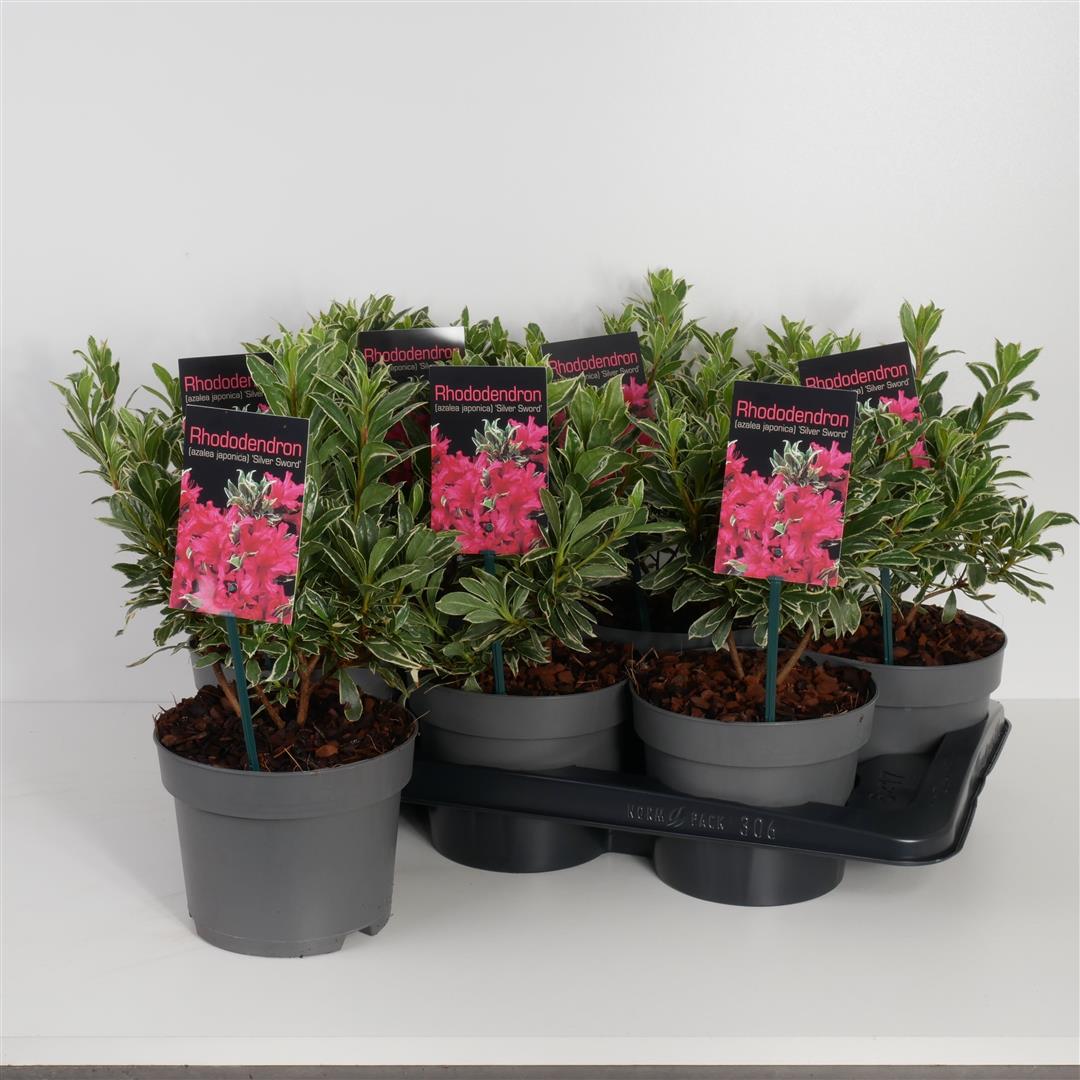 Rododendron (AJ) &