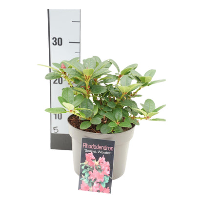 Rhododendron (F) &