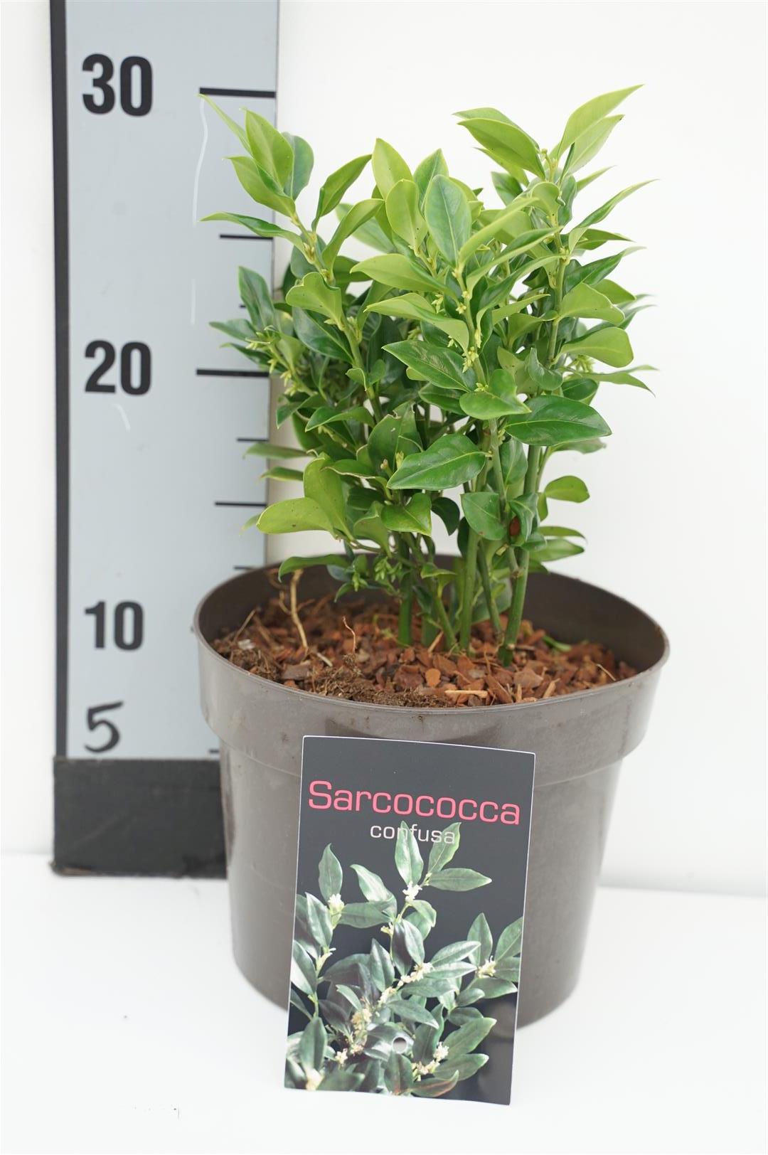 Sötbox confusa - C2/P17 20-25 CM