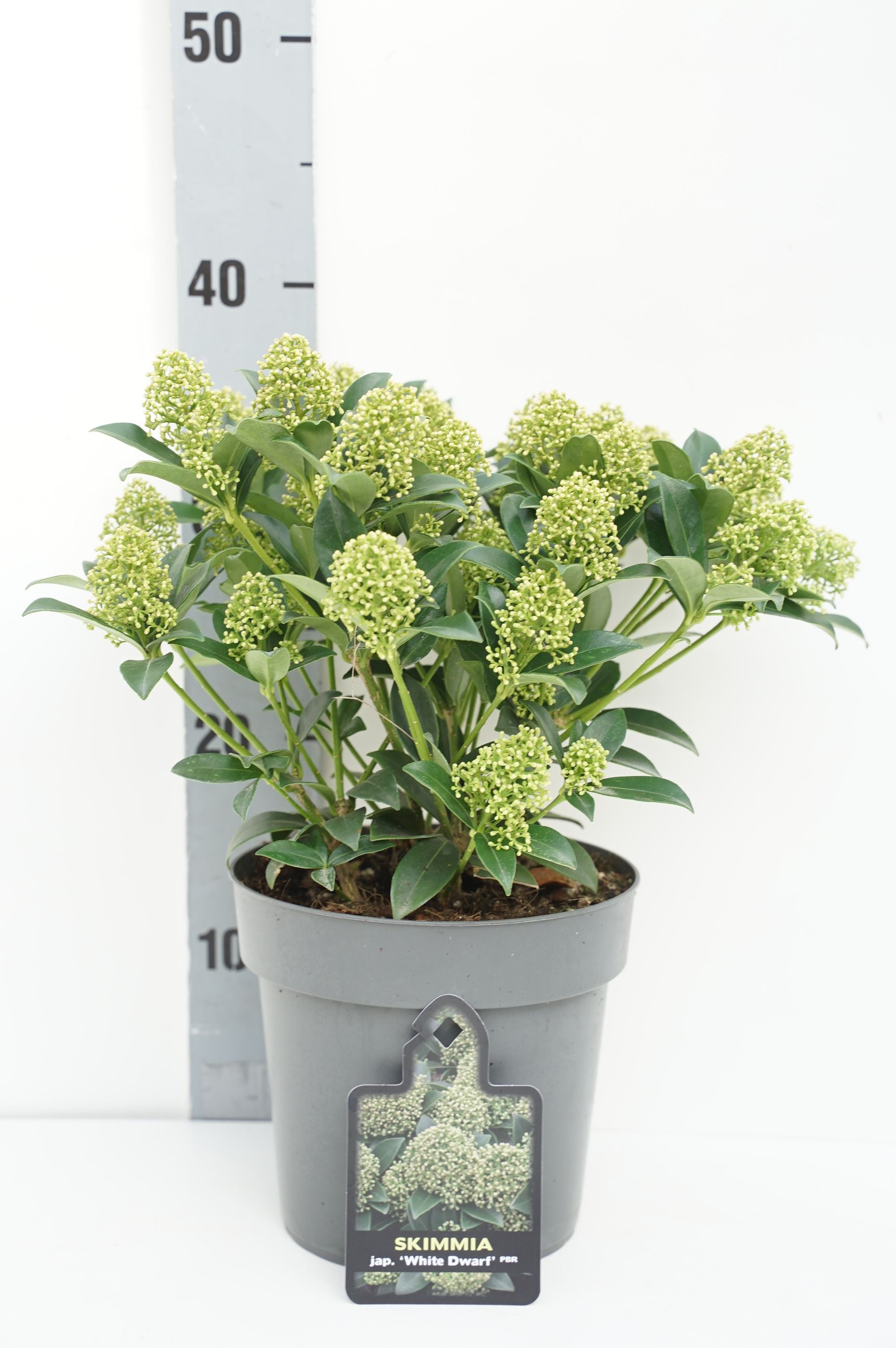 Skimmia j. &