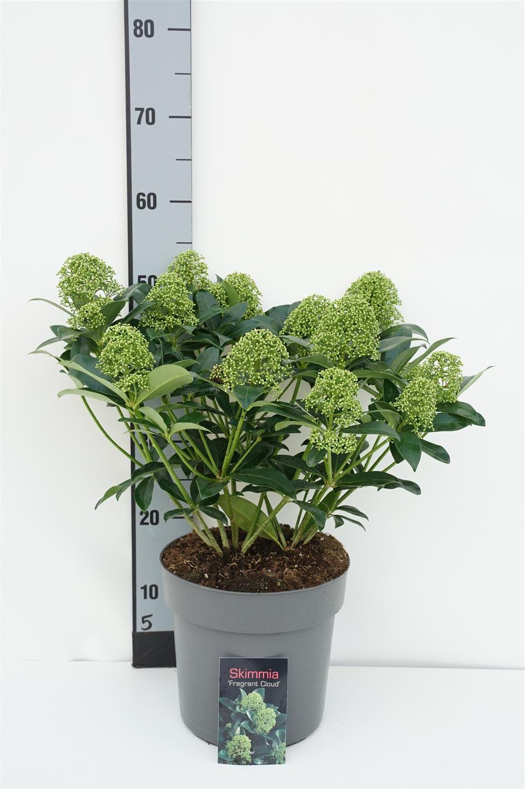 Skimmia j. &
