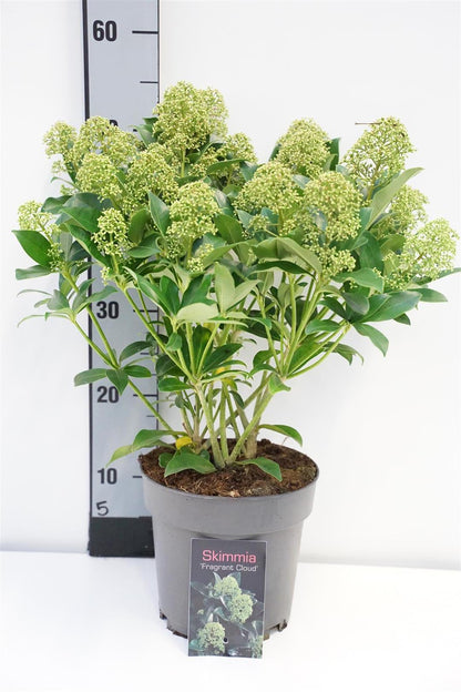 Skimmia japonica &