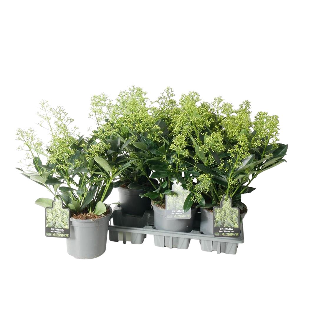 Skimmia j. &