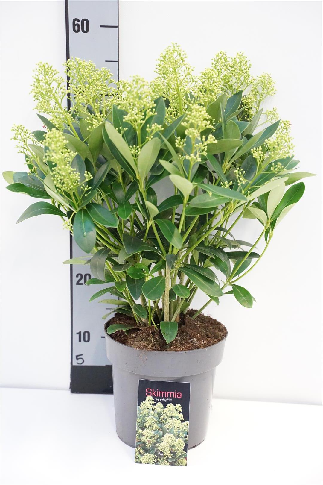 Skimmia j. &