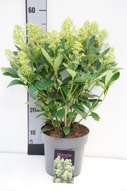 Skimmia japonica &