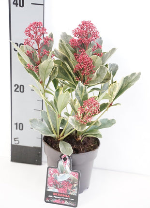 Skimmia j. 'Perosa'