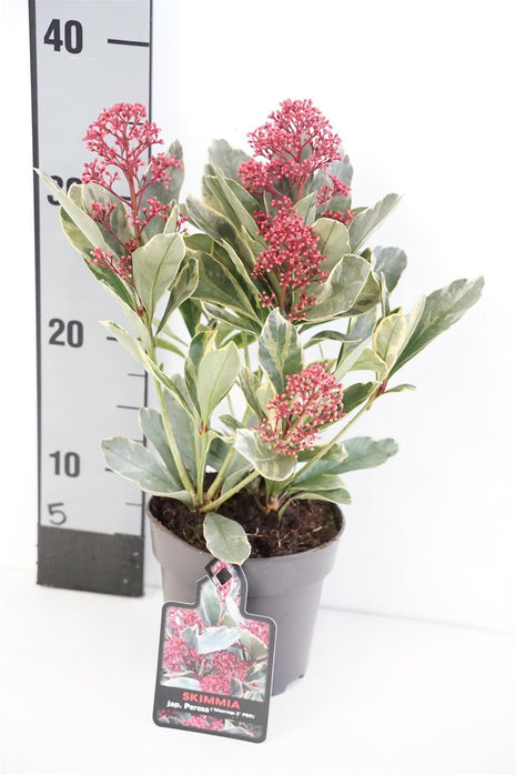 Skimmia j. 'Perosa'