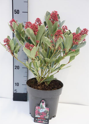 Skimmia j. 'Perosa'