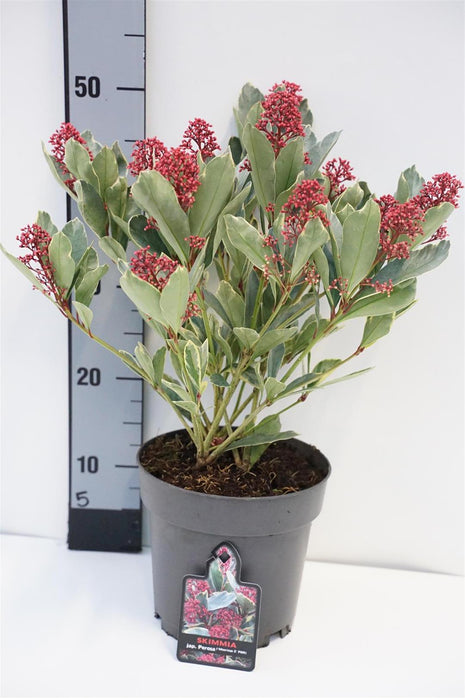 Skimmia j. 'Perosa'