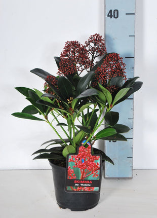 Skimmia j. 'Rubella'