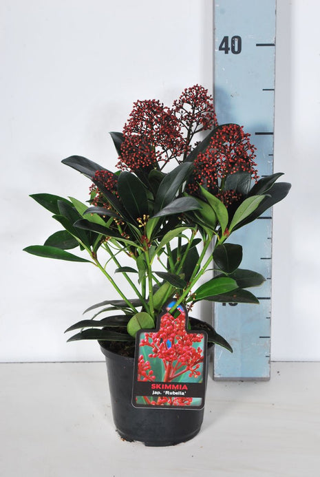 Skimmia j. 'Rubella'