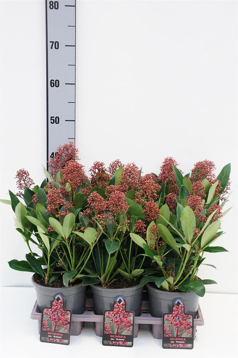 Skimmia j. 'Rubella'