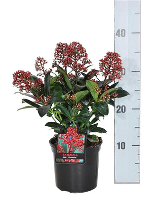 Skimmia j. 'Rubella'