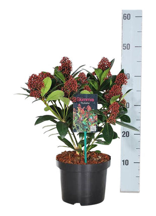 Skimmia j. 'Rubella'