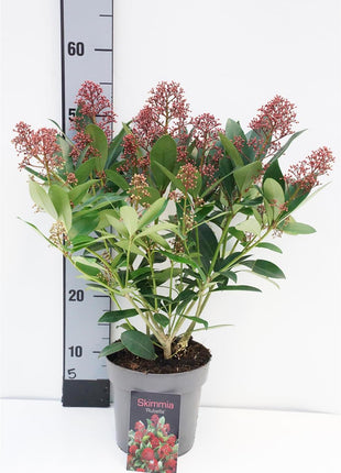 Skimmia j. 'Rubella'