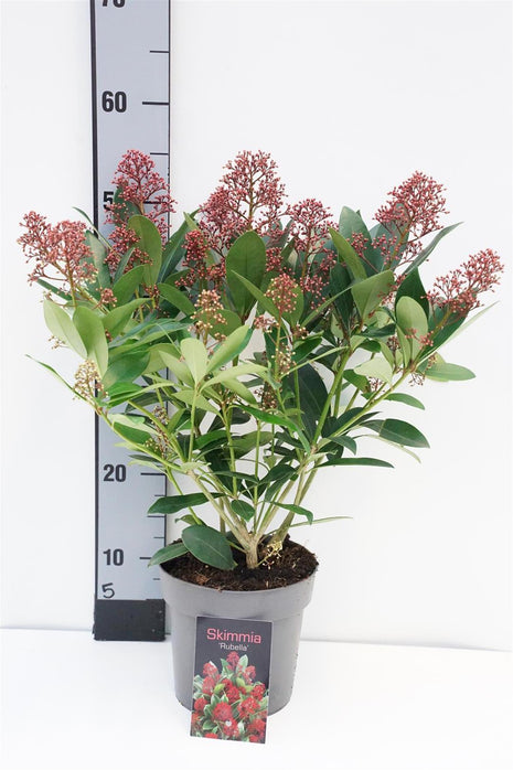 Skimmia j. 'Rubella'