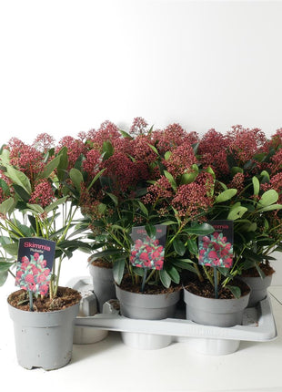 Skimmia j. 'Rubella'