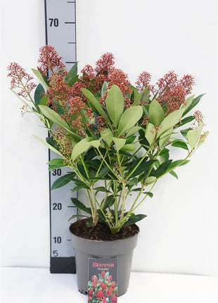 Skimmia j. 'Rubella'