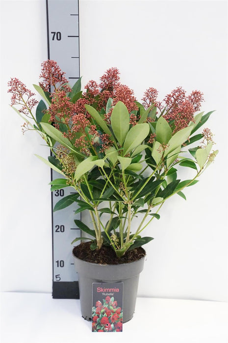 Skimmia j. 'Rubella'