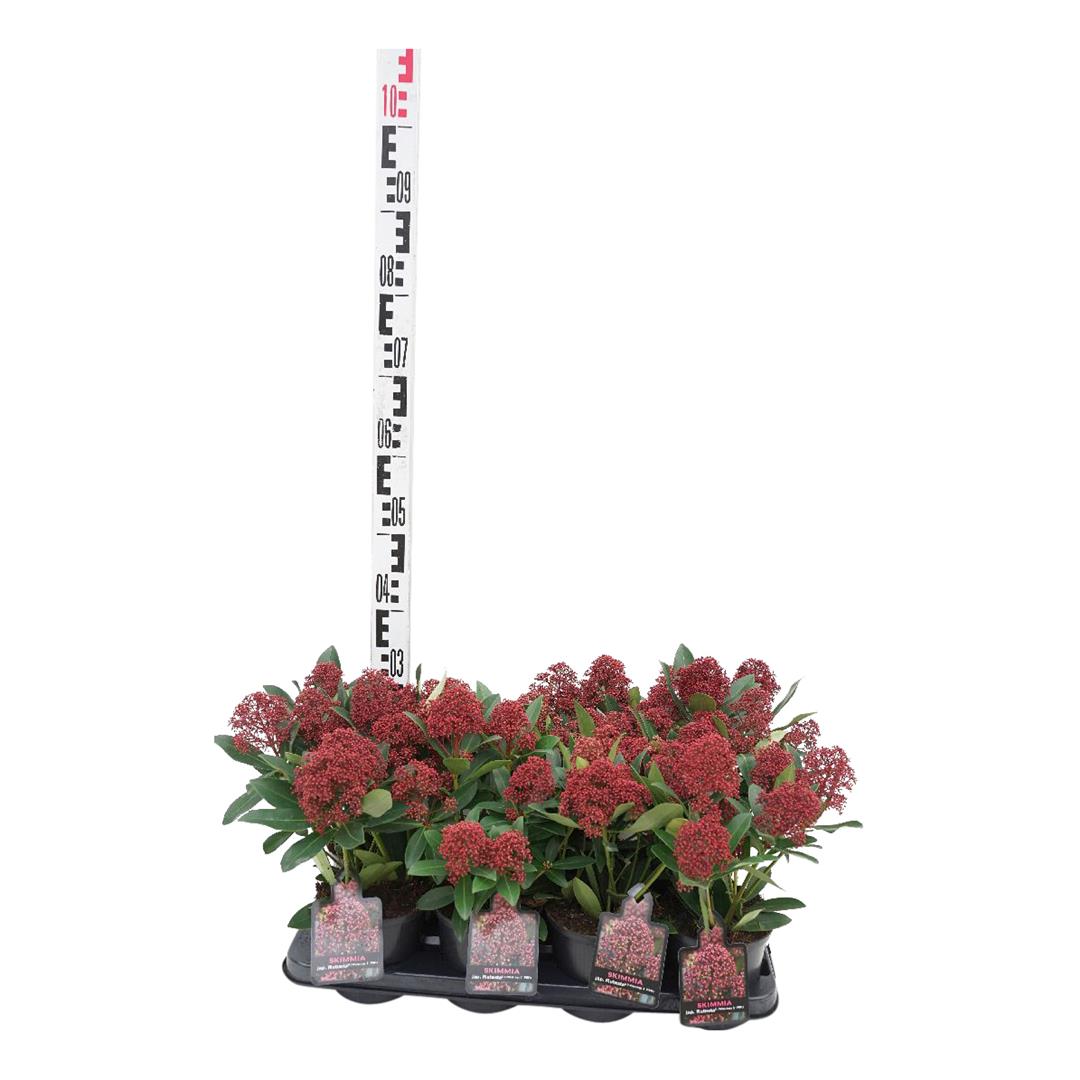 Skimmia j. &