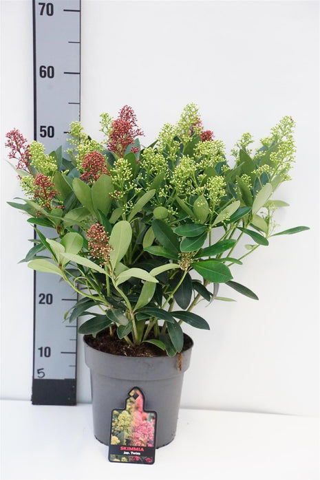 Skimmia jap. 'Twins' (Rubella & Finchy)