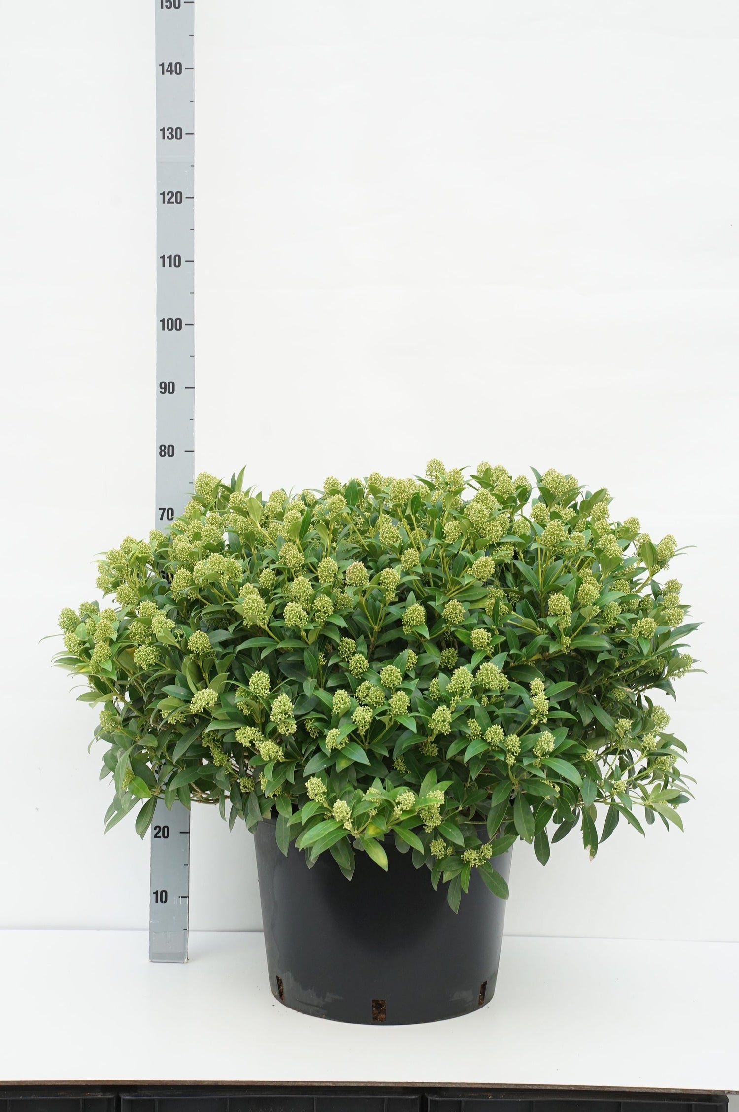 Skimmia j. &