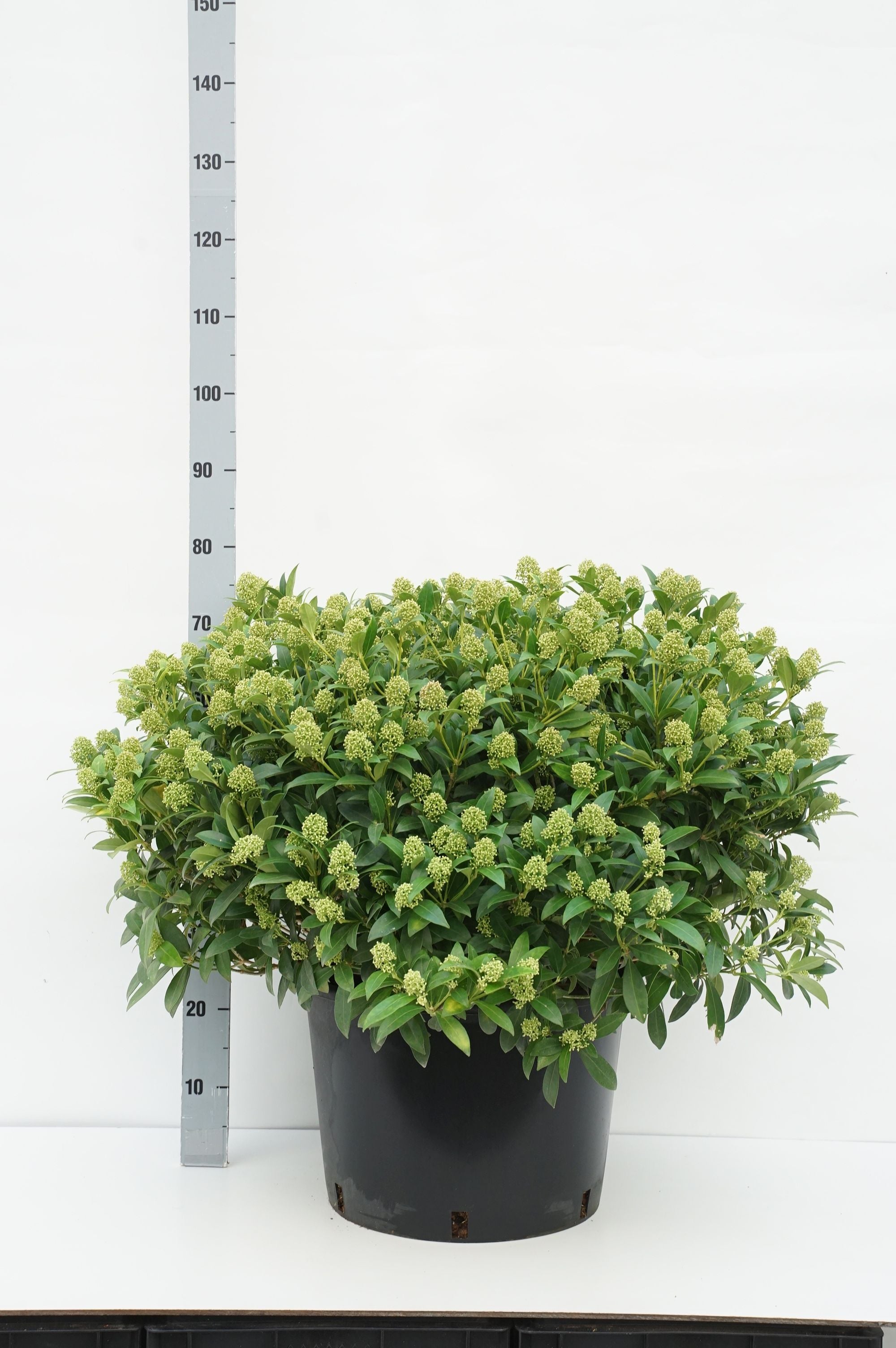 Skimmia j. &
