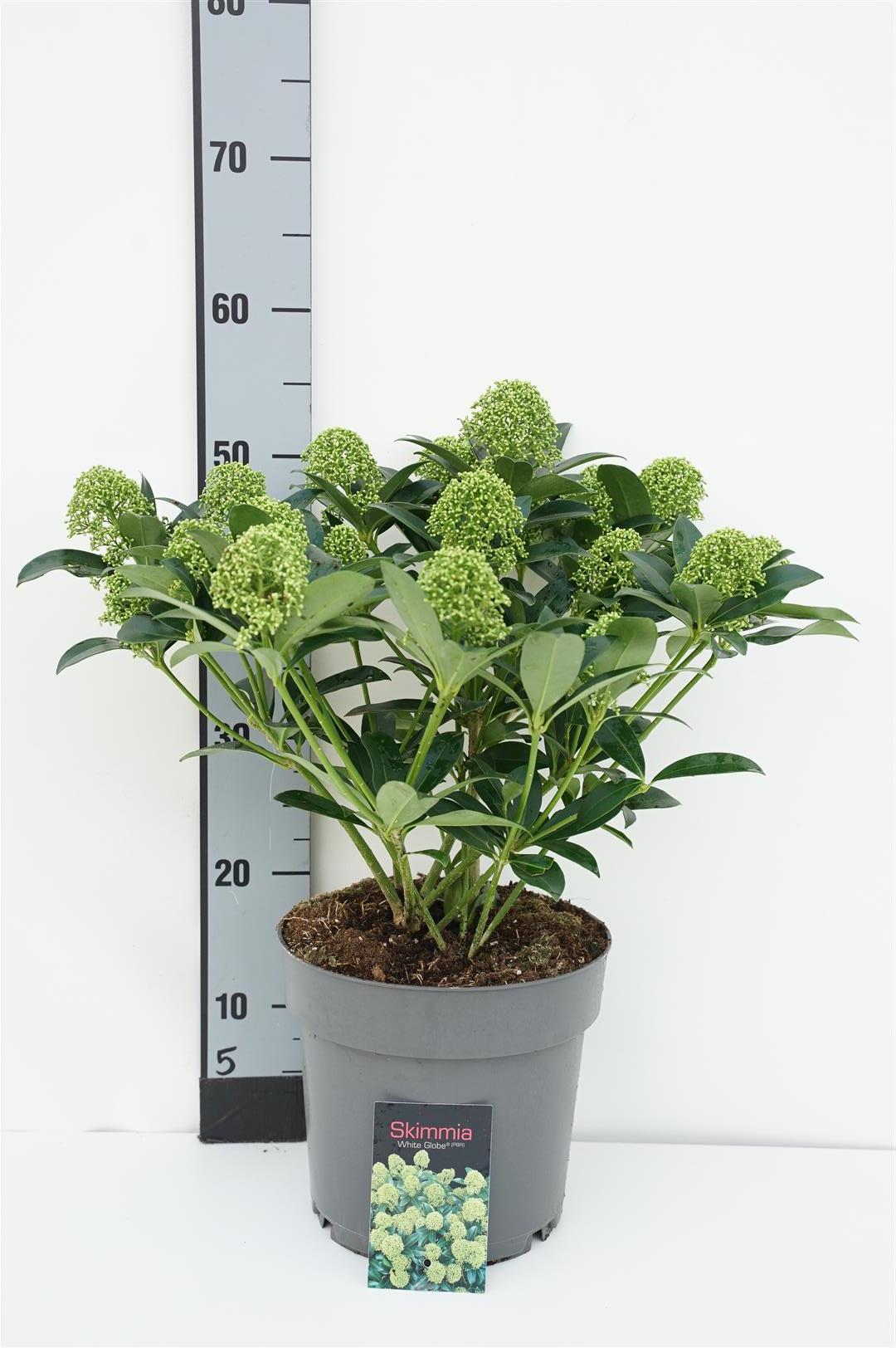 Skimmia j. &