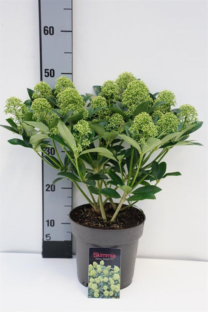 Skimmia j. &