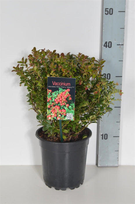 Vaccinium vitis-id. 'Miss Cherry'