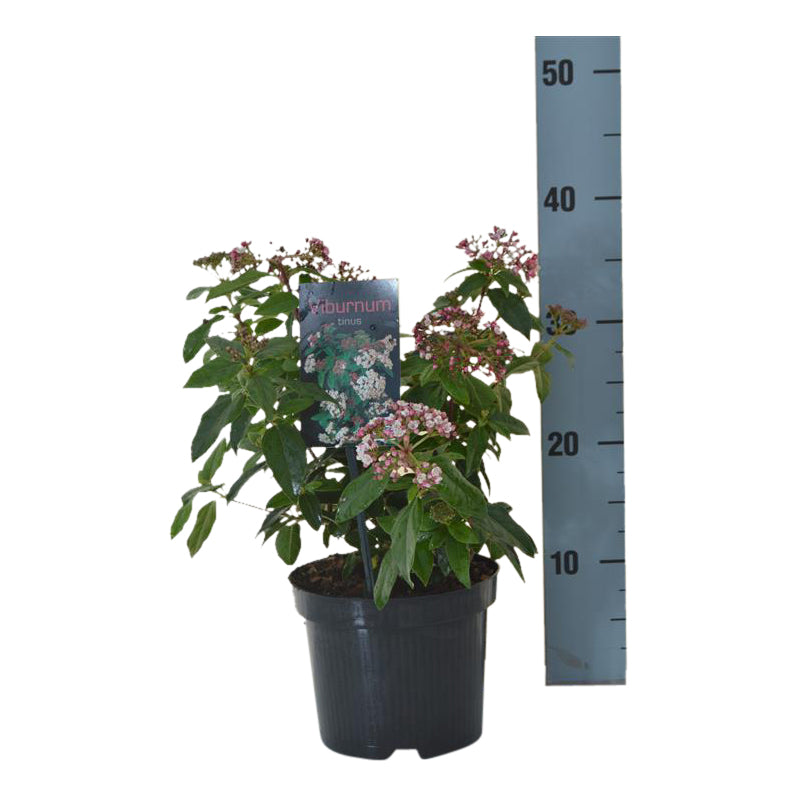 Viburnum tinus &