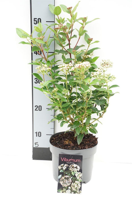 Viburnum tinus 'Eve Price'