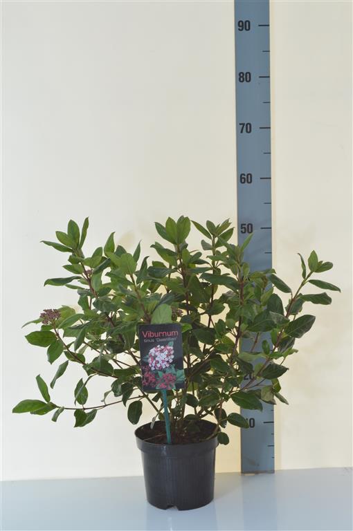 Viburnum tinus &
