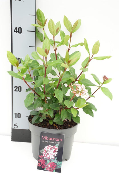 Viburnum tinus &
