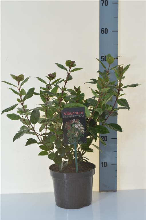 Viburnum tinus &