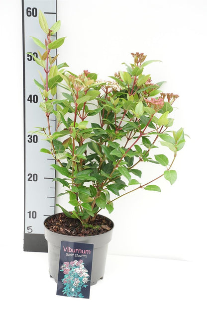 Viburnum tinus &