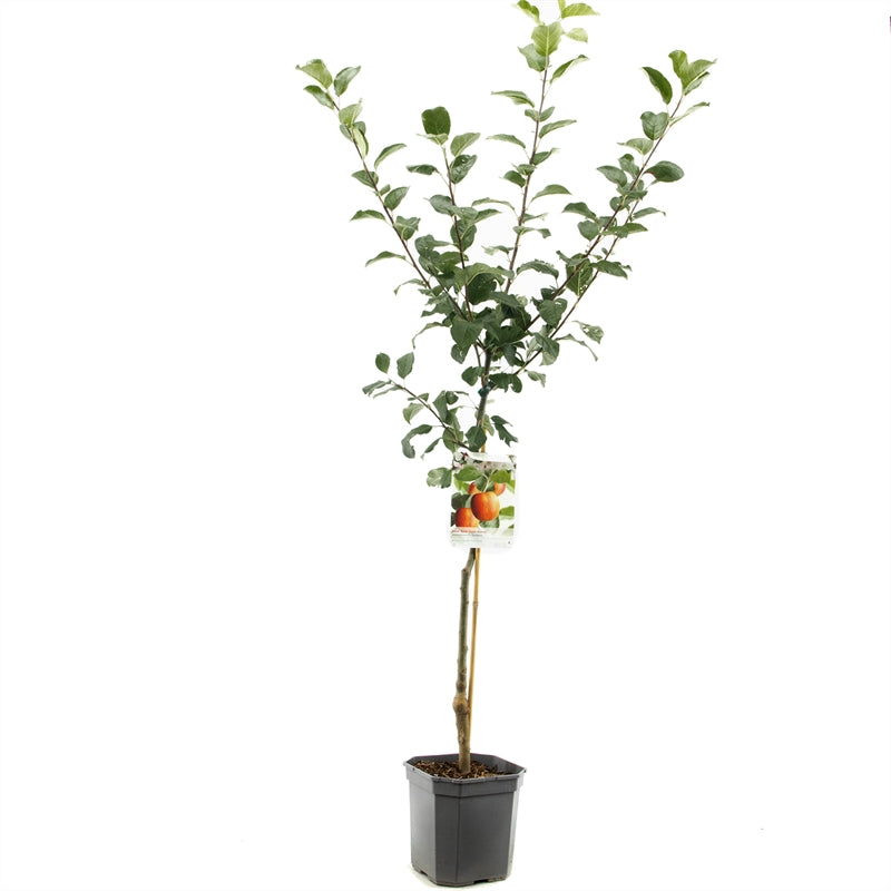 Malus domestica &