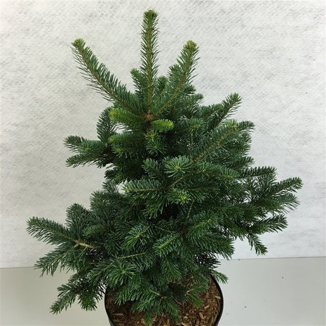 Abies lasiocarpa "Green Globe"