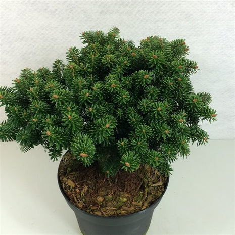 Abies nordm. 'Dobrochovice'