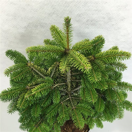 Abies nordm. "Midwinter Gold"