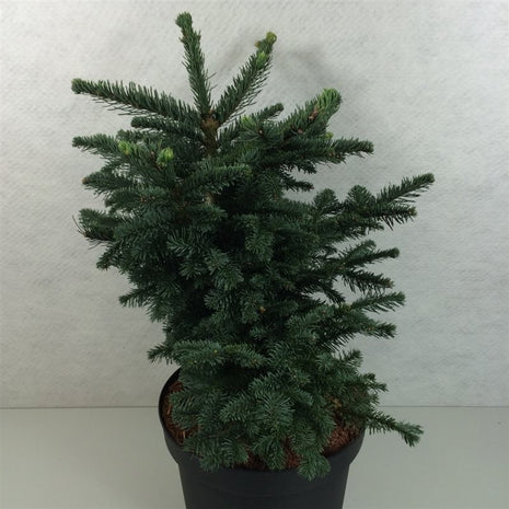 Abies procera 'Bizarro'