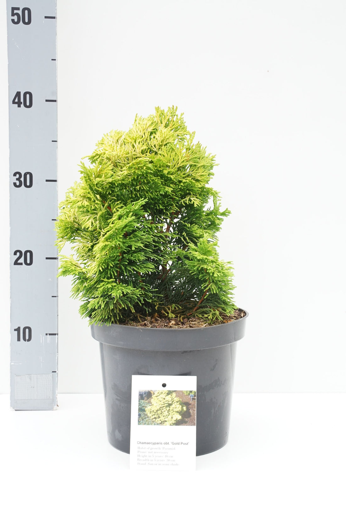 Ädelcypress o. &