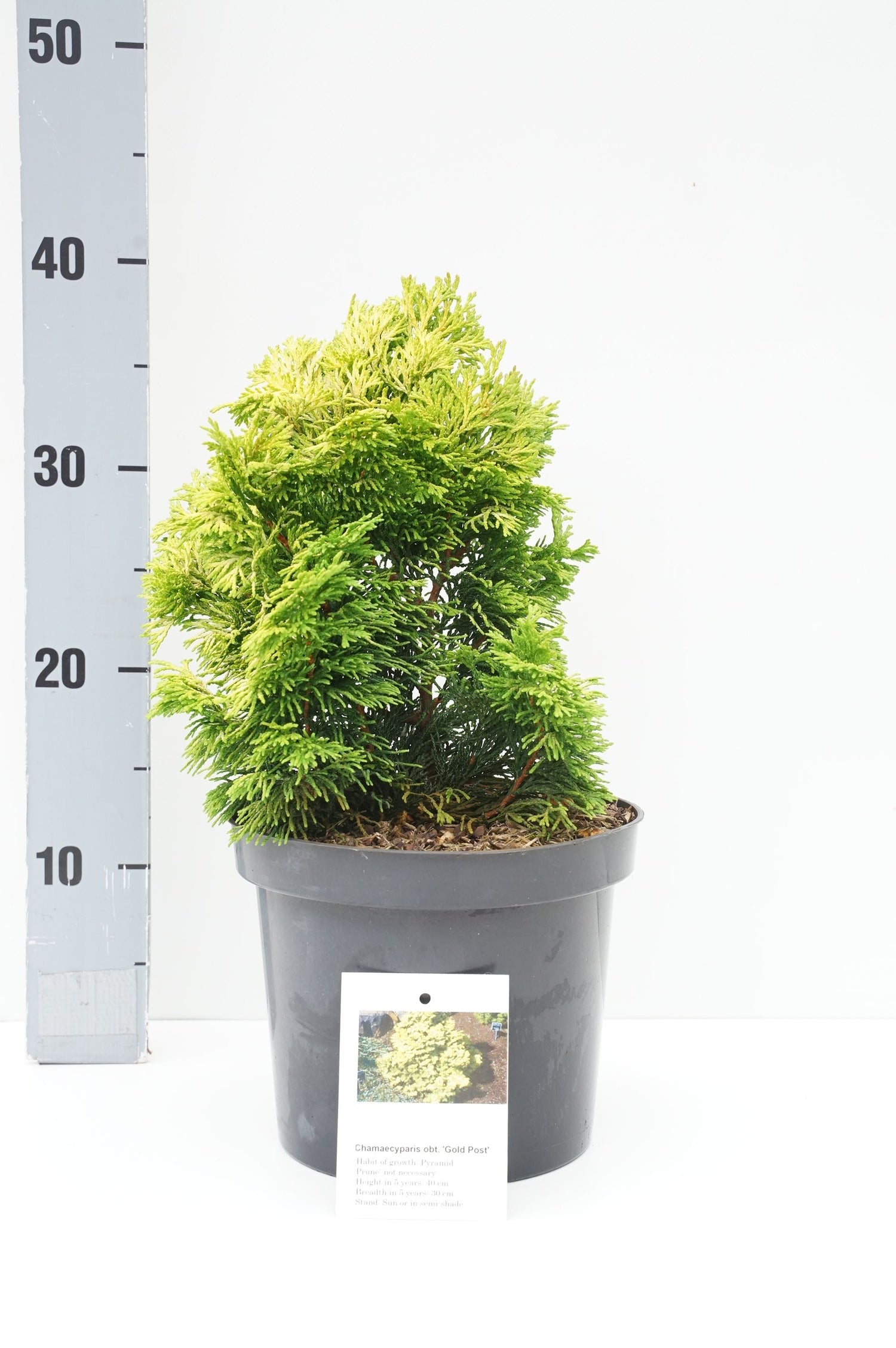 Ädelcypress o. &