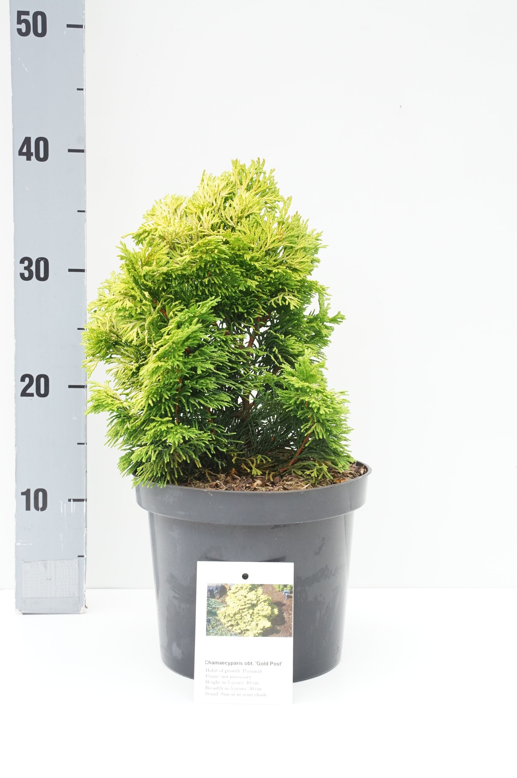 Ädelcypress o. &