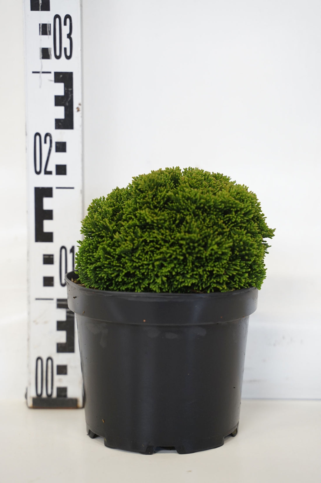 Ädelcypress o. &