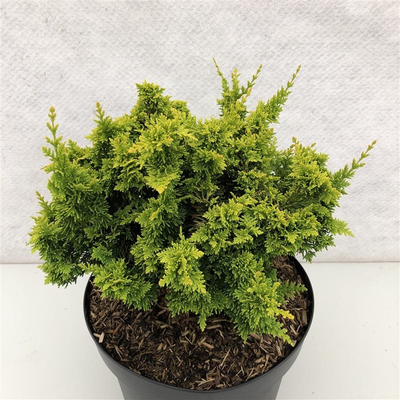 Ädelcypress o. &