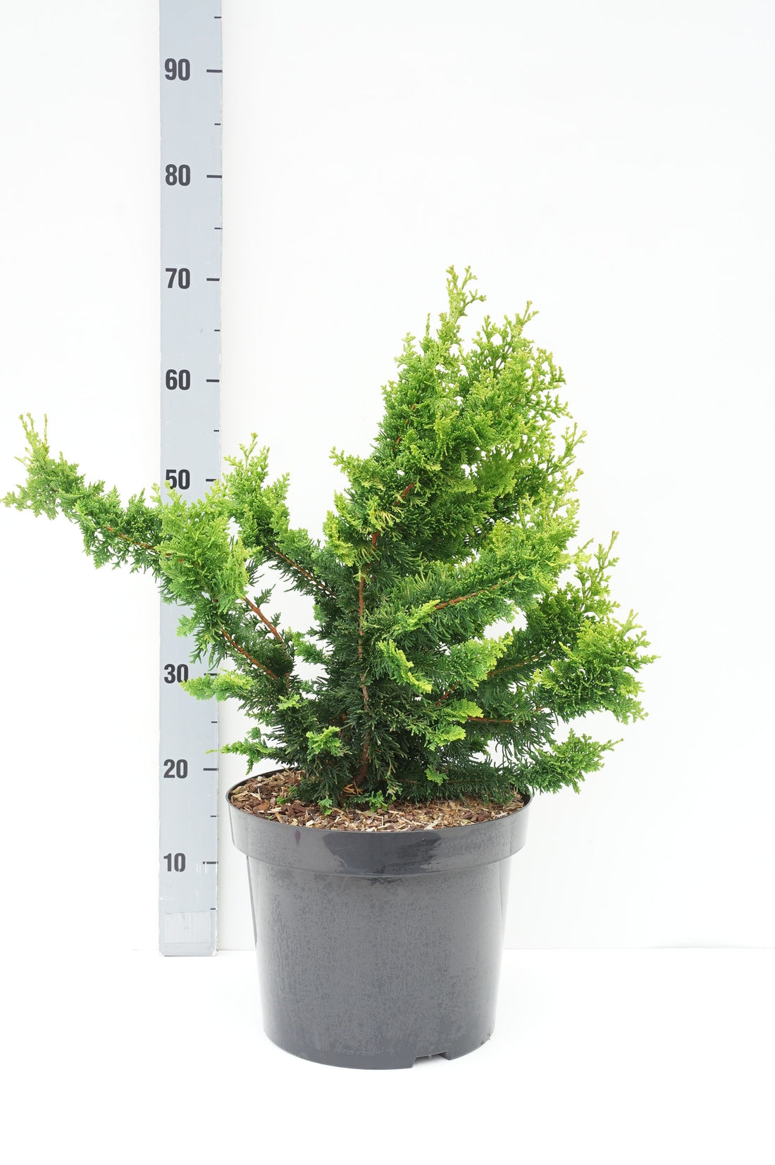 Ädelcypress o. &