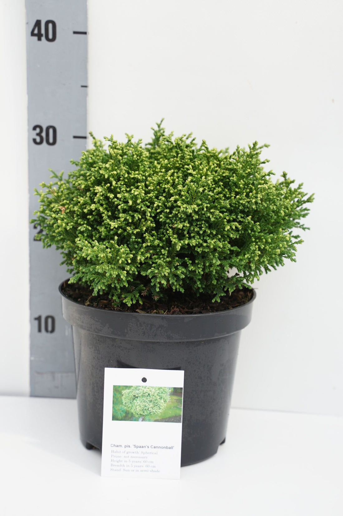 Ädelcypress p. &